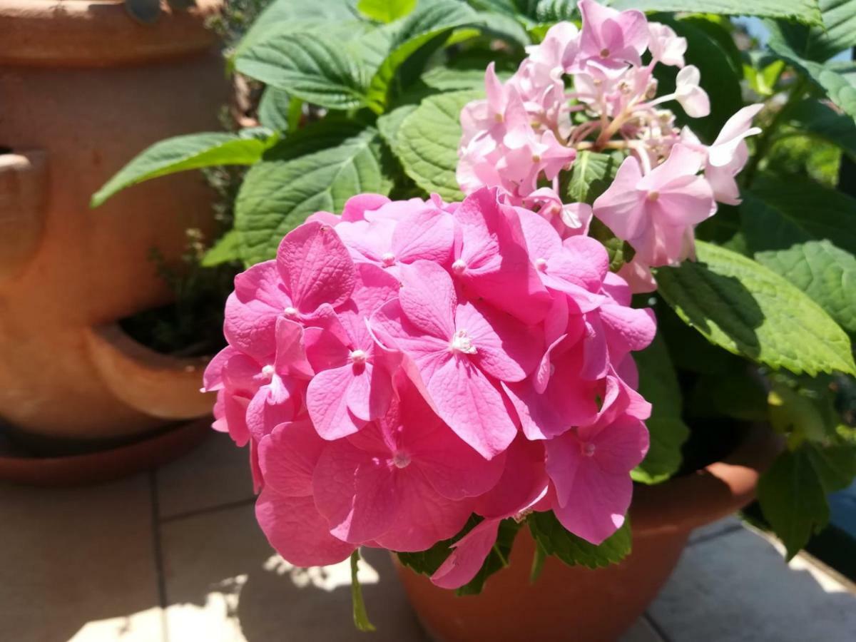 Apartman Betty Sibenik Bagian luar foto